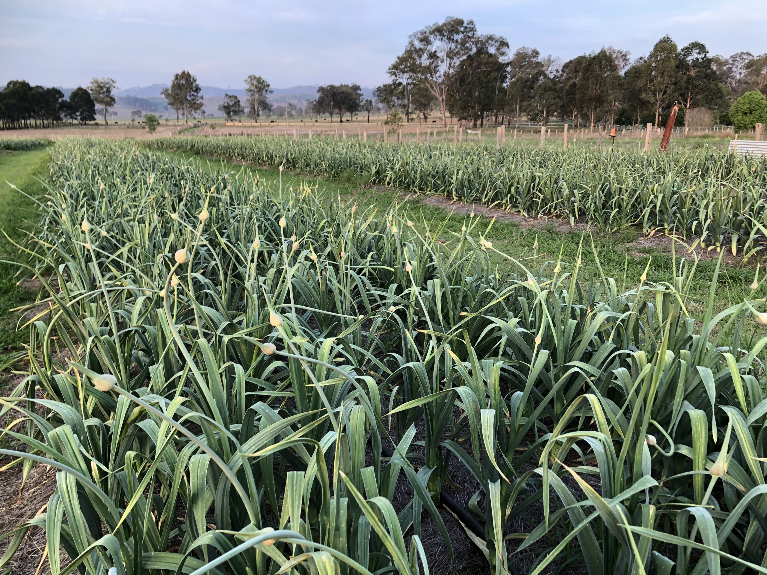 garlic field grow better
